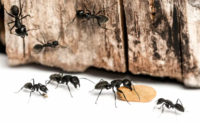 control de hormigas con técnicas de fumigación